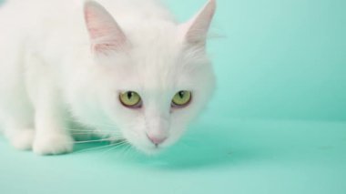 Beyaz Türkçe angora kedi tımarlama, yavaşça burun yalama meraklı bir şekilde çevreyi tararken canlı turkuaz stüdyo arka planı