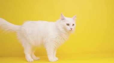 Zarif beyaz Türk angora kedisi canlı sarı arka plana tünemiş, çevreyi tetikte, meraklı bir ifadeyle ve el değmemiş tüylü kürkle tarıyor.