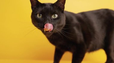 Kara kedi dudaklarını yalıyor ve canlı sarı bir zemin üzerinde yürüyor, görsel olarak çarpıcı bir kontrast oluşturuyor.