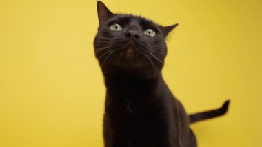Değişik duygular gösteren, canlı sarı arka planda oturan ve birden fazla yüz reaksiyonuyla oyuncu kişiliğini ortaya çıkaran etkileyici kara kedi.