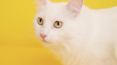 Beyaz Türk angora kedisi canlı sarı bir arka planda burnunu yalıyor, zarif özelliklerini ve şakacı doğasını sergiliyor.