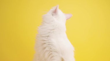 Meraklı bir Türk angora kedisi döner ve başını kaldırır, canlı sarı bir arka planda izole bir şekilde.