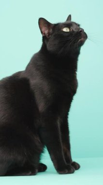 Açık mavi stüdyo arkaplanına karşı çeşitli anlamlı pozlar veren siyah kedi oyuncu kişiliğini ve sevimli kedi çekiciliğini sergiliyor.