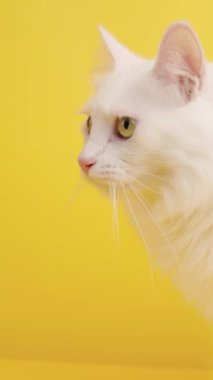 Beyaz Türk angora kedisi başını çeviriyor ve sarı arka planda izole edilmiş kameraya bakıyor.