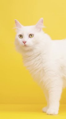Beyaz Türk angora kedisi tuhaf bir ifadeyle, canlı sarı stüdyo arka planına karşı çevreyi araştırıyor, zarif kedi zarafeti ve tüylü uzun saçlı güzellik sergiliyor.