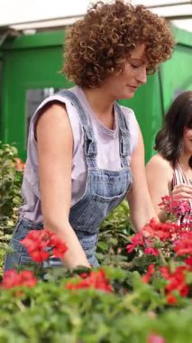 Profesyonel çocuk bakıcısı müşteriye parlak bahçe merkezi ortamında renkli sardunyalar seçerek rehberlik ediyor, bitki satışı ve müşteri hizmetlerinde uzmanlık gösteriyor. Dikey