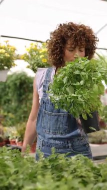 Serada fesleğen kokusu alan dişi bahçıvan taze otların kokusundan zevk alıyor. Dikey