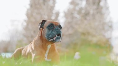 Boksör köpeği yemyeşil çimenlerin arasında dinleniyor, güneşin altında güneşlenirken usulca bakıyor ve dışarıda huzurlu anların tadını çıkarıyor.