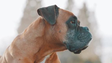 Kaslı kahverengi boksör köpeği, doğal orman çevresini tararken dikkatlice havlıyor. Uyanık ve tuhaf köpek davranışları sergiliyor.