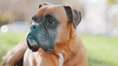 Boksör köpeği yemyeşil çimlerde huzur içinde dinleniyor. Parlak ve güneşli bir öğleden sonra sakin bir tavırla etrafa bakıyor.