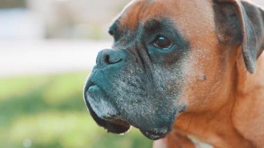 Kahverengi ve siyah kürklü boksör köpeği yemyeşil bahçeye dikkatle bakıyor. Uyanık ve meraklı doğayı, odaklanmış ifadeyi ve bulanık yeşilliği ön plana çıkarıyor.