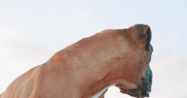 Değişik komik ifadeler sergileyen boksör köpeği, saf beyaz stüdyo arka planına karşı dururken oyuncu kişiliğini aktaran, yüz detaylarını ve köpek çekiciliğini vurgulayan