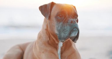 Altın gün batımında kumlu sahilde huzur içinde dinlenen boksör köpeği sıcak okyanus ışığında güneşleniyor ve sakin bir sahil anı yaşıyor.