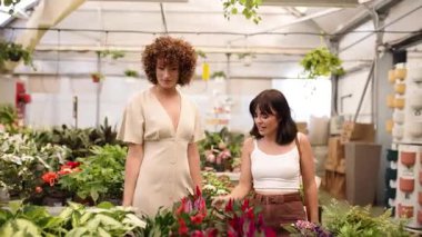 Kadın müşteriler saksı bitkilerini seçerken sohbet ediyor ve etraflarını saran renkli yeşilliklerle dolu bir seranın içinde gülümsüyor.