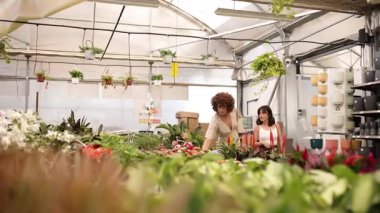 Gündüz vakti genç kadınlar fidanlıklarda alışveriş yapıyor.