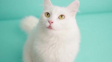 Zarif beyaz Türk angora kedisi canlı turkuaz stüdyo arkaplanına karşı çeşitli yüz ifadeleri sergiliyor oyuncu bir kişiliği ve eşsiz kedi çekiciliği sergiliyor.