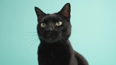 Siyah kedi özenli yeşil gözleri ile oturan, açık mavi stüdyo arka planı karşı başını dönüyor, oyuncu kişilik sergiliyor