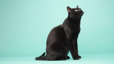Kara kedi neşeli ifadeler sergiliyor ve canlı turkuaz arka plana karşı pozisyon değiştiriyor, sevimli hareketler ve komik yüzlerle kedi merakı ve çekiciliği sergiliyor.