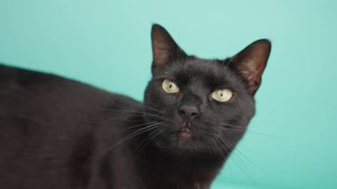 Kara kedi duygusal tepkiler sergiliyor, canlı turkuaz arka planda oturuyor, oyuncu kişilik ve dinamik yüz ifadeleri sergiliyor.