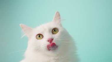 Beyaz Türk angora kedisi parlak turkuaz stüdyo arka planına karşı çeşitli şakacı ifadeler sergiliyor, kedi kişiliği ve sevimli cazibesini sergiliyor.