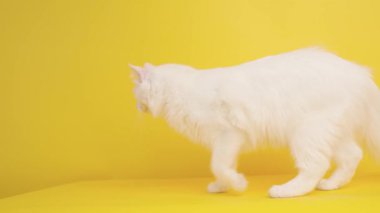 Beyaz Türk angora kedisi canlı sarı bir arka planda hareket ediyor, zarafetini ve zarafetini sergiliyor.