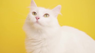 Beyaz Türk angora kedisi pembe dili yalıyor, yeşil gözleriyle canlı sarı stüdyo arka planına bakıyor, kedi zarafeti ve oyuncu cazibesini sergiliyor.