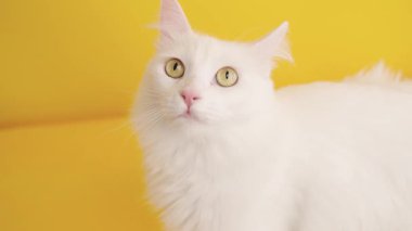 Güzel beyaz Türk angora kedisi canlı sarı bir arka planda farklı ifadeler sergiliyor