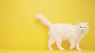 Beyaz Türk angora kedisi zarif bir şekilde canlı sarı bir arka planda yürüyor, zarif hareketlerini sergiliyor.