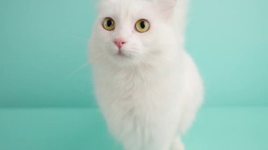 Turkuaz bir zemin üzerinde duran güzel beyaz angora kedisi merakla etrafına bakıyor.