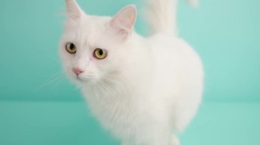 Beyaz Türkçe angora kedi tımarlama, pembe dil yalama ve canlı turkuaz stüdyo arka planına karşı sarı gözler göstermek, yumuşak tüylü tüylü ve saf kedinin şakacı doğasını vurgulamak