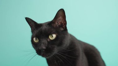 Canlı turkuaz arka planda çeşitli anlamlı pozlar sergileyen oyuncu kara kedi meraklı ve tapılası hareketleriyle kedi kişiliği sergiliyor.