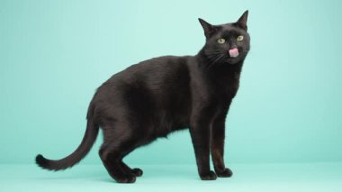 Bombay kedisi zarif bir uyanıklık sergiliyor, turkuaz stüdyo arka planına karşı duruyor, yeşil gözlü merakla etrafı tarıyor ve parlak siyah bir ceket giyiyor.