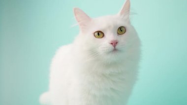 Beyaz Türk angora kedisi yumuşak kürk yalıyor, dikkatle sarı gözlerle yukarı bakıyor canlı turkuaz stüdyo arkaplanına karşı zarif poz verirken