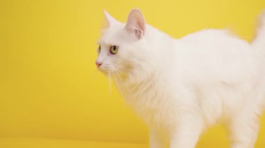 Beyaz Türk angora kedisi canlı sarı bir arka planda hareket ediyor, zarif ve tüylü kürkünü sergiliyor
