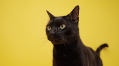 Kafasını çeviren meraklı siyah kedi, canlı sarı stüdyo arka planına karşı özenli yeşil gözler gösteriyor, kedi oyunculuğunu ve sevimli ifadeyi vurguluyor.
