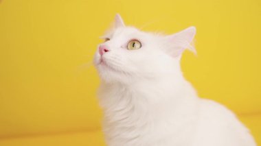 Sevimli beyaz Türk angora kedisi dudaklarını yalıyor ve yukarı bakıyor, canlı sarı bir arka planda izole edilmiş.