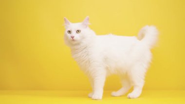Beyaz Türk angora kedisi parlak sarı arka planda duruyor, meraklı bakışlarla çevreyi keşfediyor, zarif bir duruş sergiliyor ve tüylü beyaz kürk giyiyor.