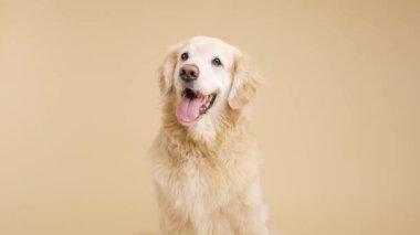 Golden retriever köpeği neşeli bir ifadeyle soluk soluğa, yüzünü ileri dönük bir şekilde nötr bej stüdyo arka planına dönük duruyor.