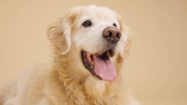 Dili sarkık Golden Retriever, sıcak yaz gününde soluk soluğa nötr bej stüdyo arka planına karşı pozisyon almış.