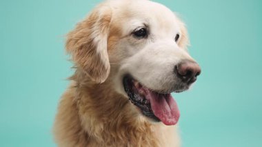 Golden Retriever dili dışarıda, turkuaz bir arka planda, hafifçe sağa bakıyor.