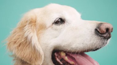 Uzun dilli soluyan golden retriever köpeği, canlı turkuaz stüdyo arkaplanının karşısında oturuyor, oyuncu ve sevimli köpek ifadesi sergiliyor.