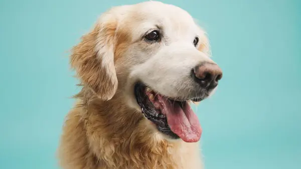 Studio portrait of a golden retriever panting against a turquoise background, showcasing the breeds characteristic happy expression and lustrous coat