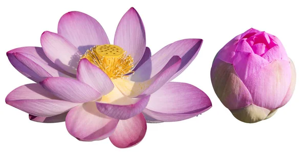 Lotus Fleur Lotus Rose Isolé Sur Fond Blanc Thaïlande — Photo