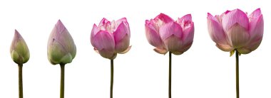 Tayland 'da beyaz arka planda ayrılmış nilüfer çiçeği ya da pembe nilüfer çiçeği.