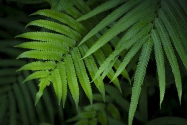 Güzel eğrelti otları ormanda yeşil yapraklar bırakır doğa, doğal eğreltiotları bulanık arka plan, eğrelti otlarının ormandaki arka plan doğa konsepti. 