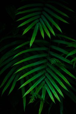 Güzel eğrelti otları ormanda yeşil yapraklar bırakır doğa, doğal eğreltiotları bulanık arka plan, eğrelti otlarının ormandaki arka plan doğa konsepti. 