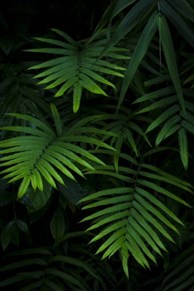 Beautiful Ferns Leave Green Foliage Forest Nature Natural Ferns Blurred — Stock Photo, Image