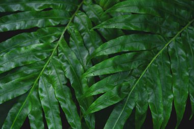 Güzel eğrelti otları ormanda yeşil yapraklar bırakır doğa, doğal eğreltiotları bulanık arka plan, eğrelti otlarının ormandaki arka plan doğa konsepti. 