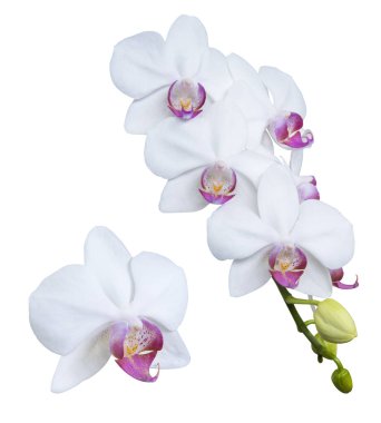 Set of beautiful orchid phalaenopsis, moth orchid, orchid flowers isolated on white background.