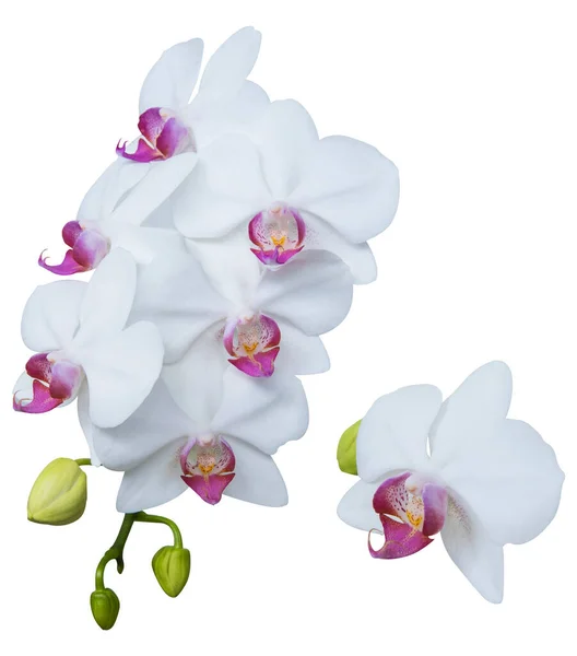 Set Beautiful Orchid Phalaenopsis Moth Orchid Orchid Flowers Isolated White — Stock Fotó